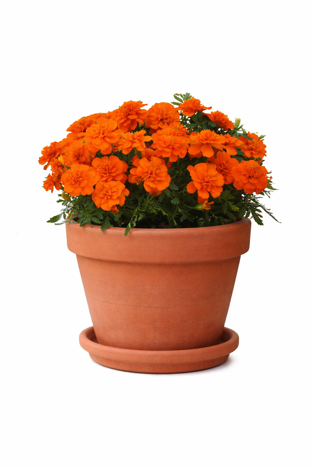 Tagetes patula Bonanza™ Deep Orange | French Marigold Seeds
