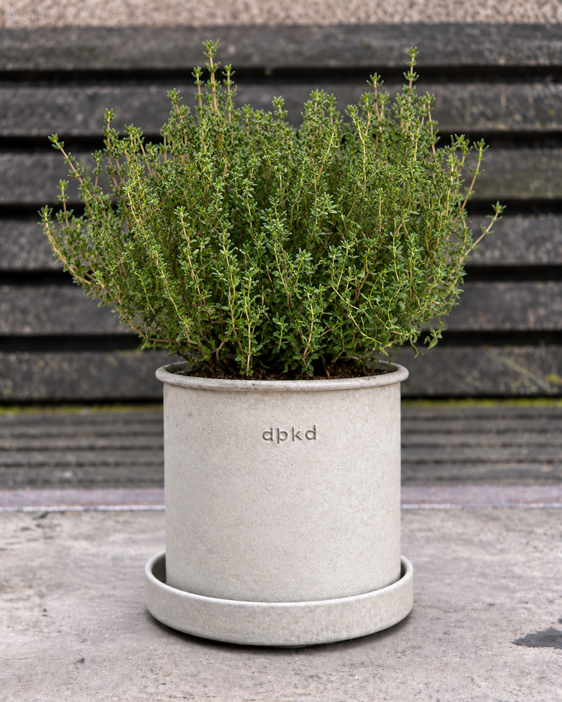 Tymianek SimplyHerbs™ | Thymus vulgaris | Granulki wielonasienne