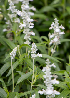 Salvia farinacea Evolution® White | Mealy Sage therapyofflowers.com
