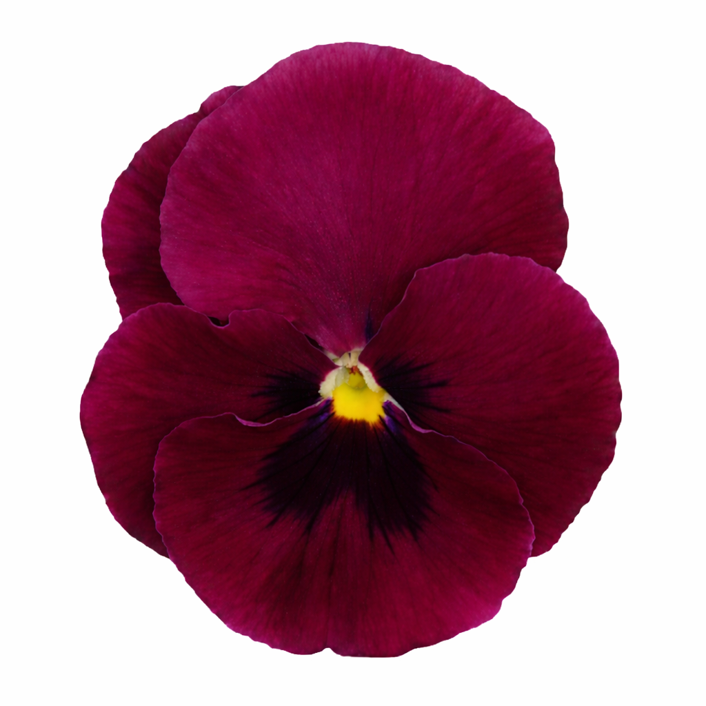 Viola x wittrockiana Inspire® DeluXXe Deep Rose Blotch | Extra Large, Spring & Autumn Pansy therapyofflowers.com