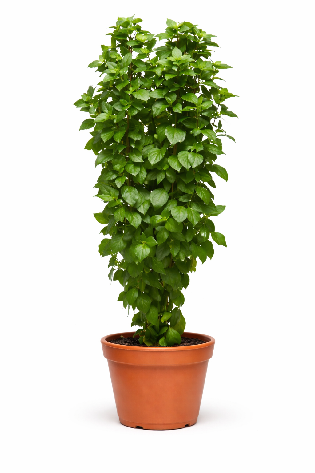 Basilikum Everleaf Thai Towers | Ocimum basilicum Samen