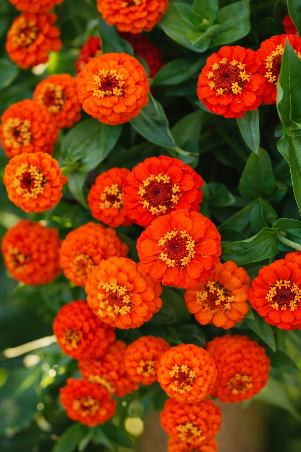 orange flower with red seeds Zinnia elegans 'Lilliput Orange' | Cut and Come Again Flower