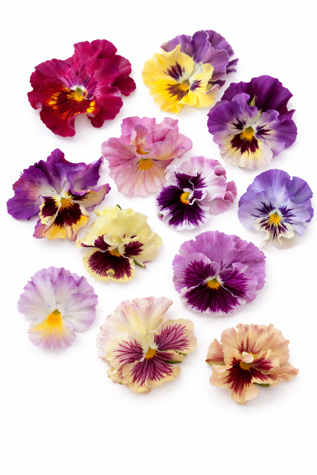 Stiefmütterchen Ballerina Mixed F1 – Gefranste Blüten für Beete & Töpfe –  therapyofflowers.com