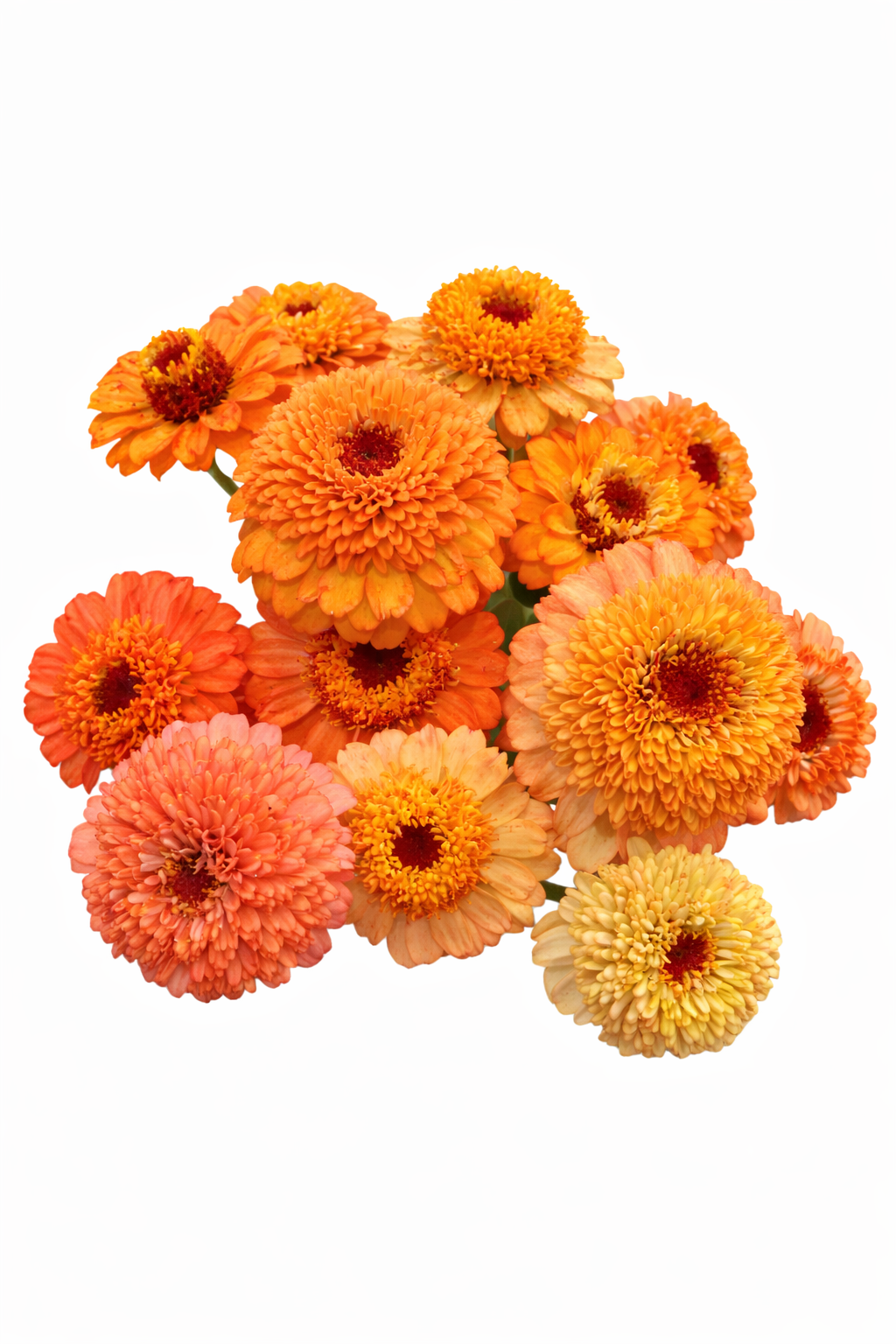 germini flower seeds Zinnia elegans 'Zinderella Orange' Seeds | Scabiosa-Flowered Zinnia