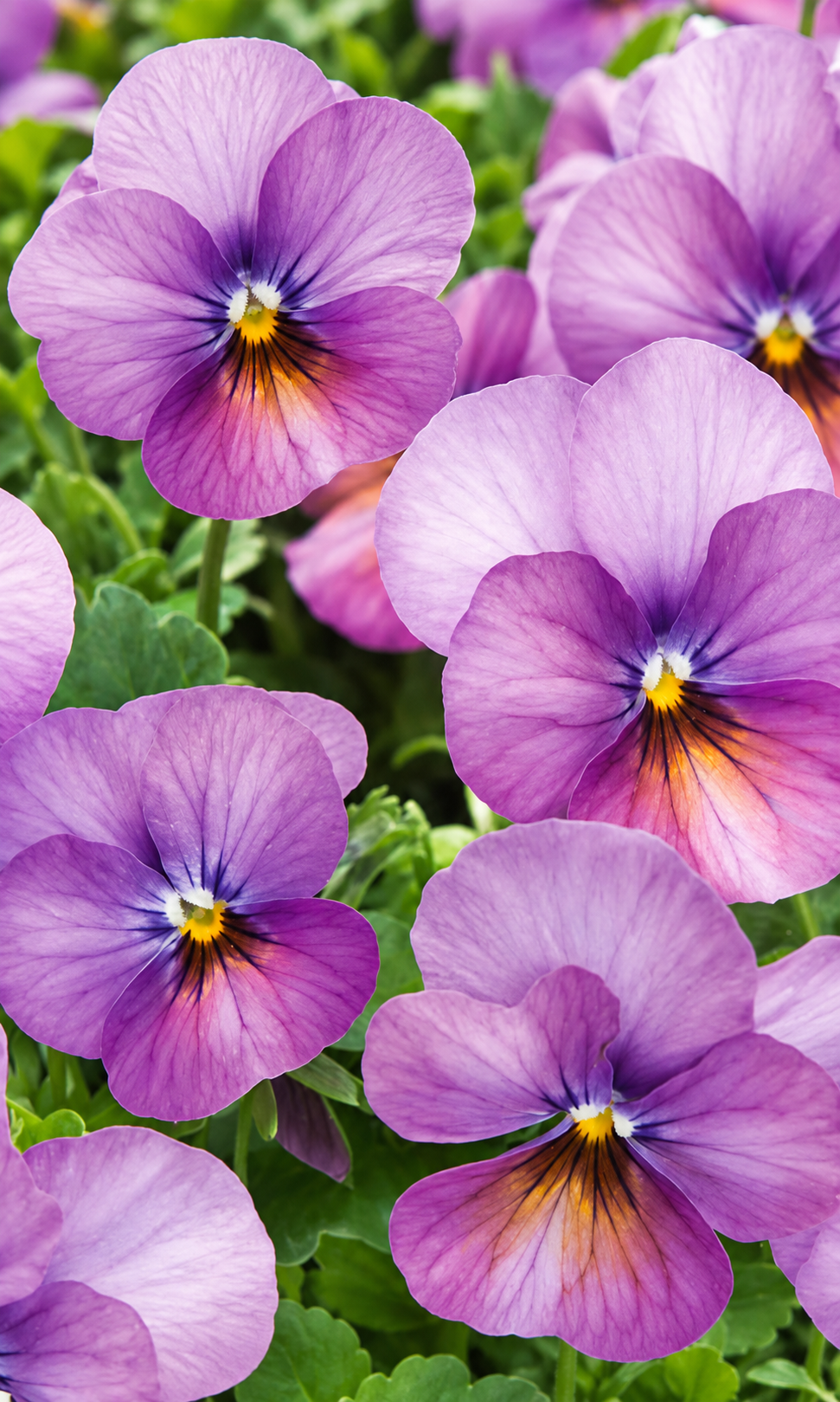 Viola cornuta Floral Power™ Plum Antique F1 | Horned Viola