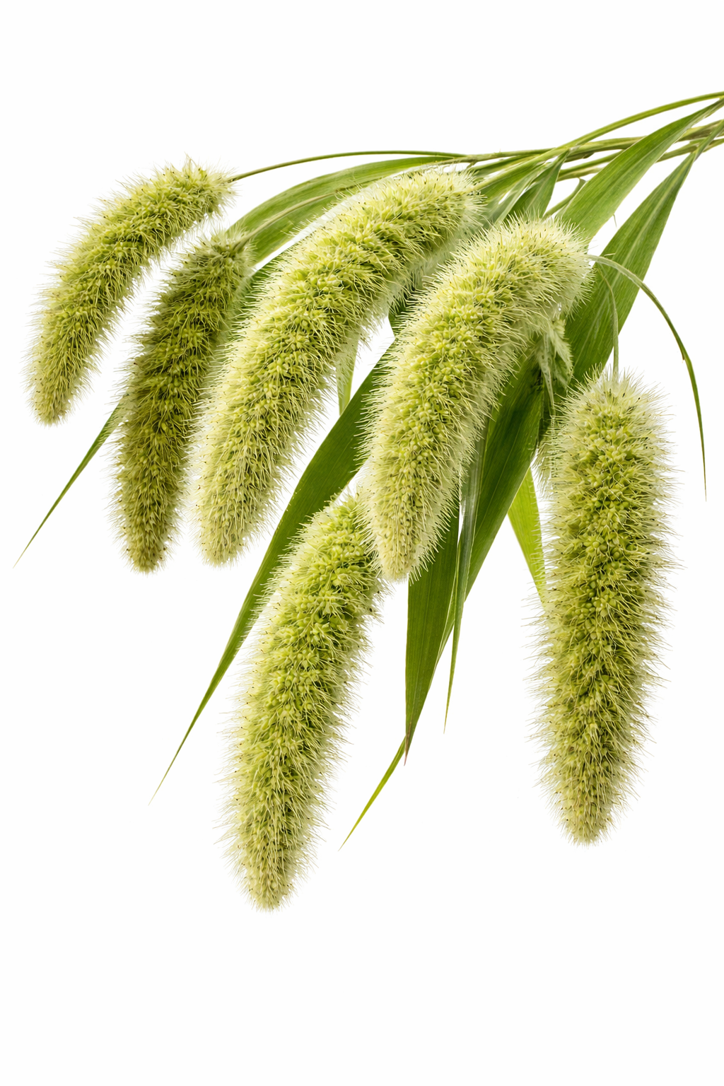 Setaria macrocheata Seeds