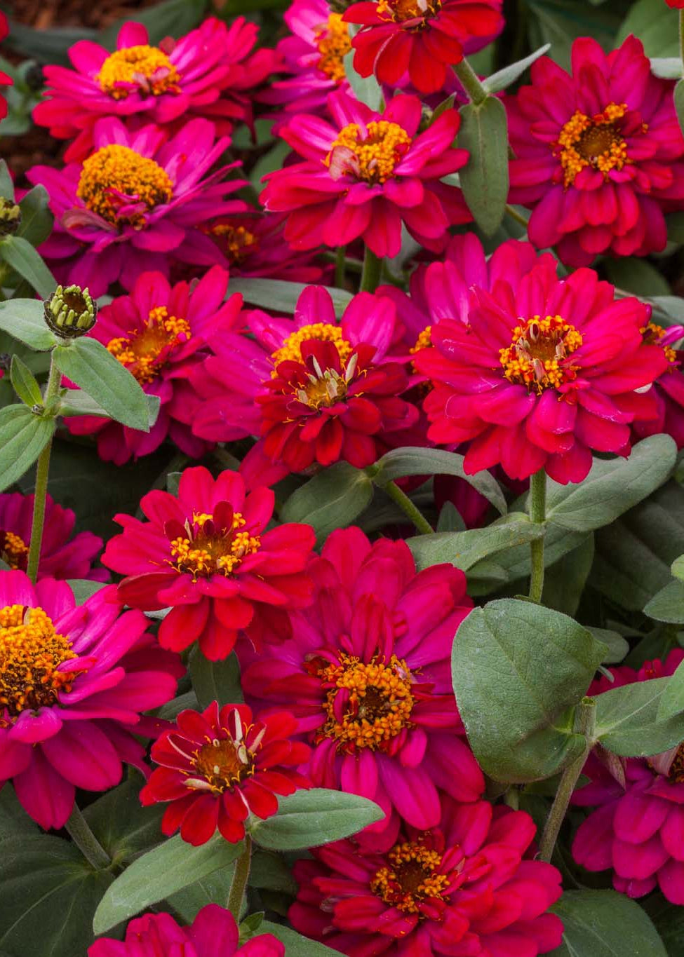 Zinnia hybrida Profusion Double Hot Cherry | Compact Zinnia