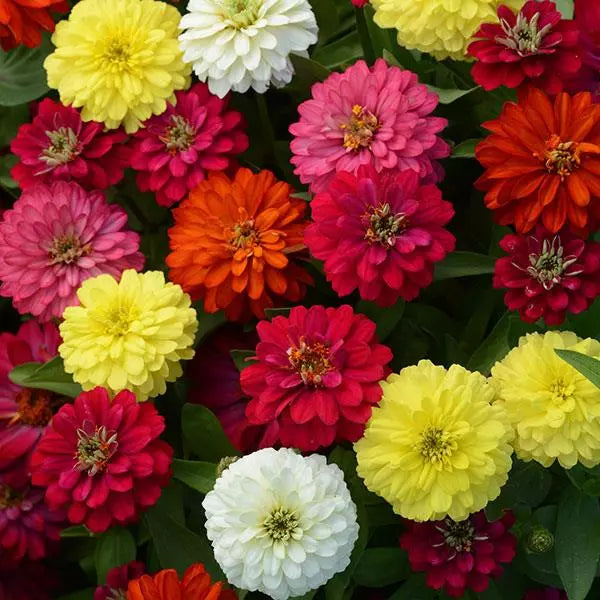 Zinnia Double Zahara™ White | Zinnia marylandica