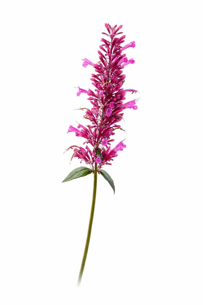 Agastache cana 'Zuni' | Hummingbird Mint – First-Year Flowering