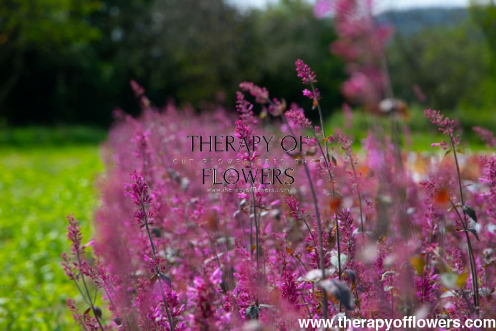 Agastache cana Zuni | Hummingbird Mint therapyofflowers.com