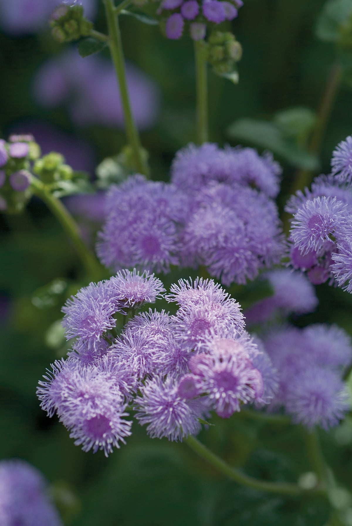 Agerato Blue Horizon F1 | Ageratum houstonianum