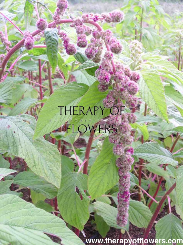 Amaranthus caudatus Mira therapyofflowers.com