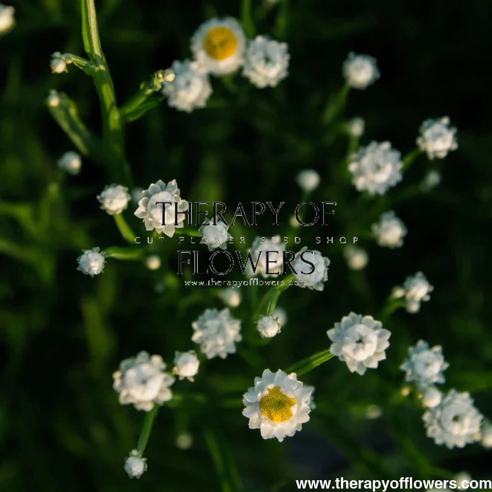 Ammobium alatum Grandiflorum | Winged Everlasting - therapyofflowers.comseeds