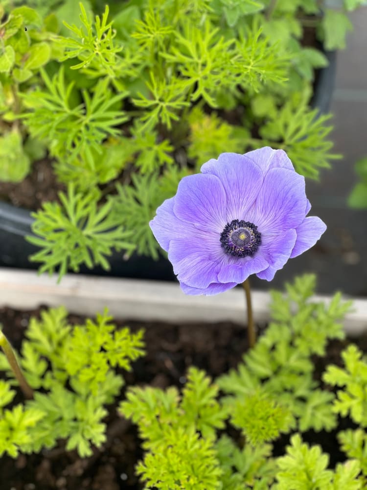 Anemone Mistral Plus® Azzurro | Large-Flowered Italian Anemone