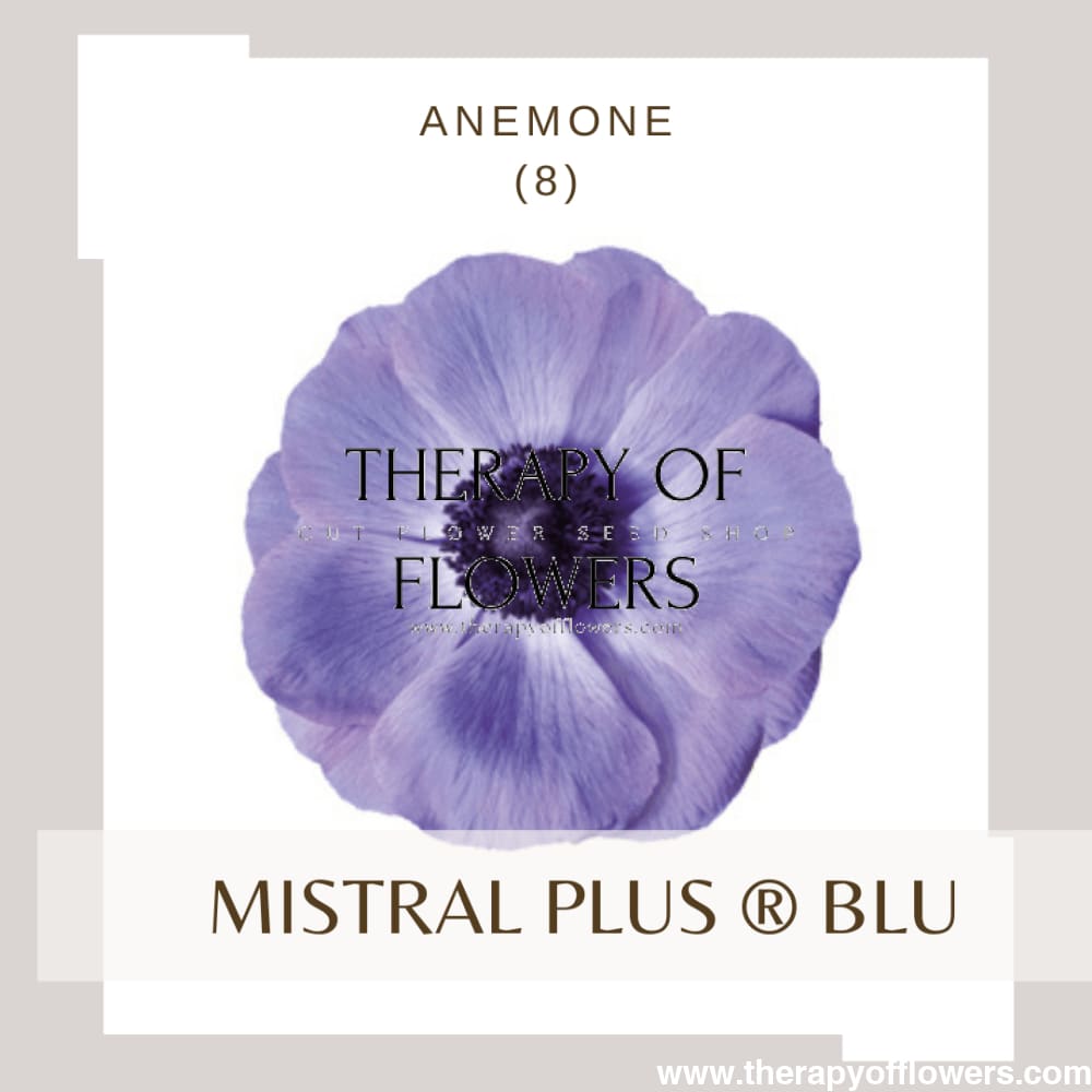 Anemone Mistral Plus® BLU - therapyofflowers.comCorms
