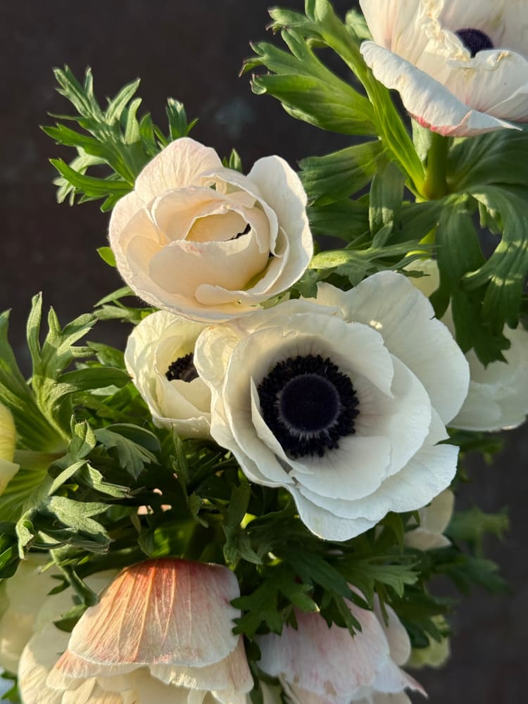 Anemone Mistral Plus® Panda | Black & White Italian Anemone for