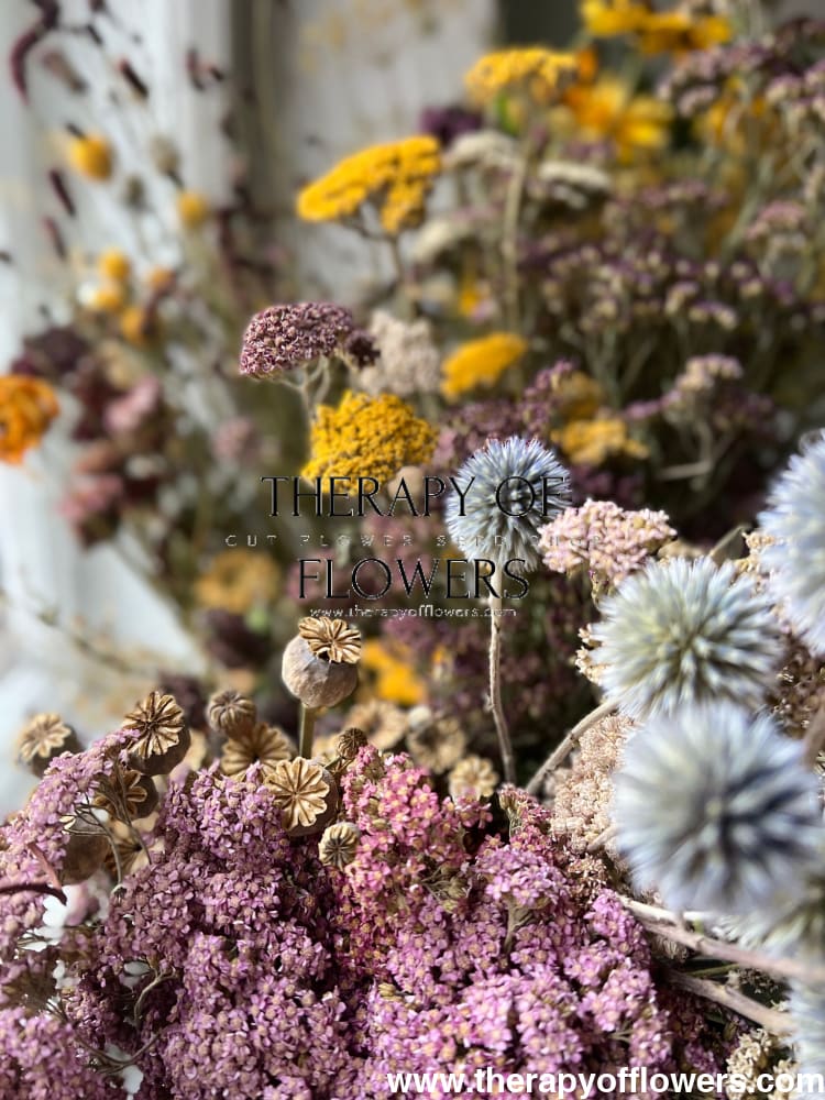 Aster Harlekin Light Rose therapyofflowers.com