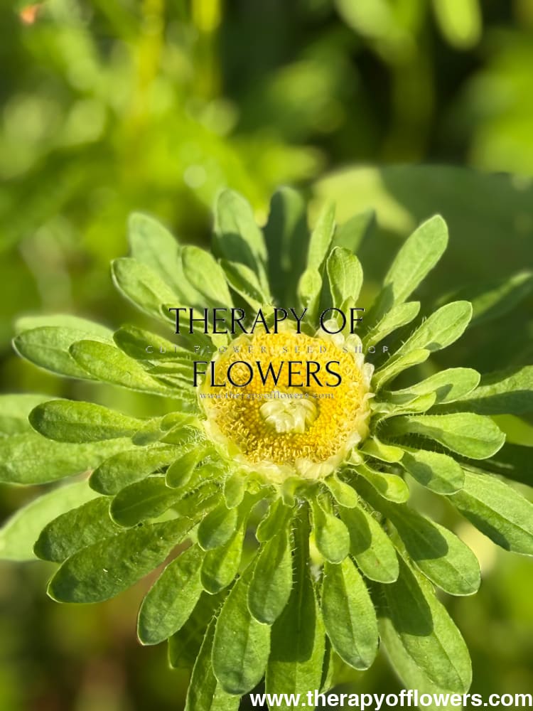 Aster Hulk | Callistephus chinensis therapyofflowers.com