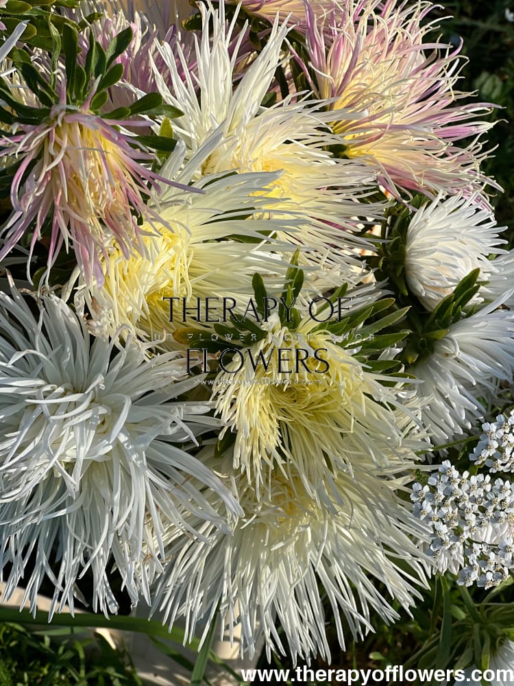 Aster Valkyrie Isolde, white.