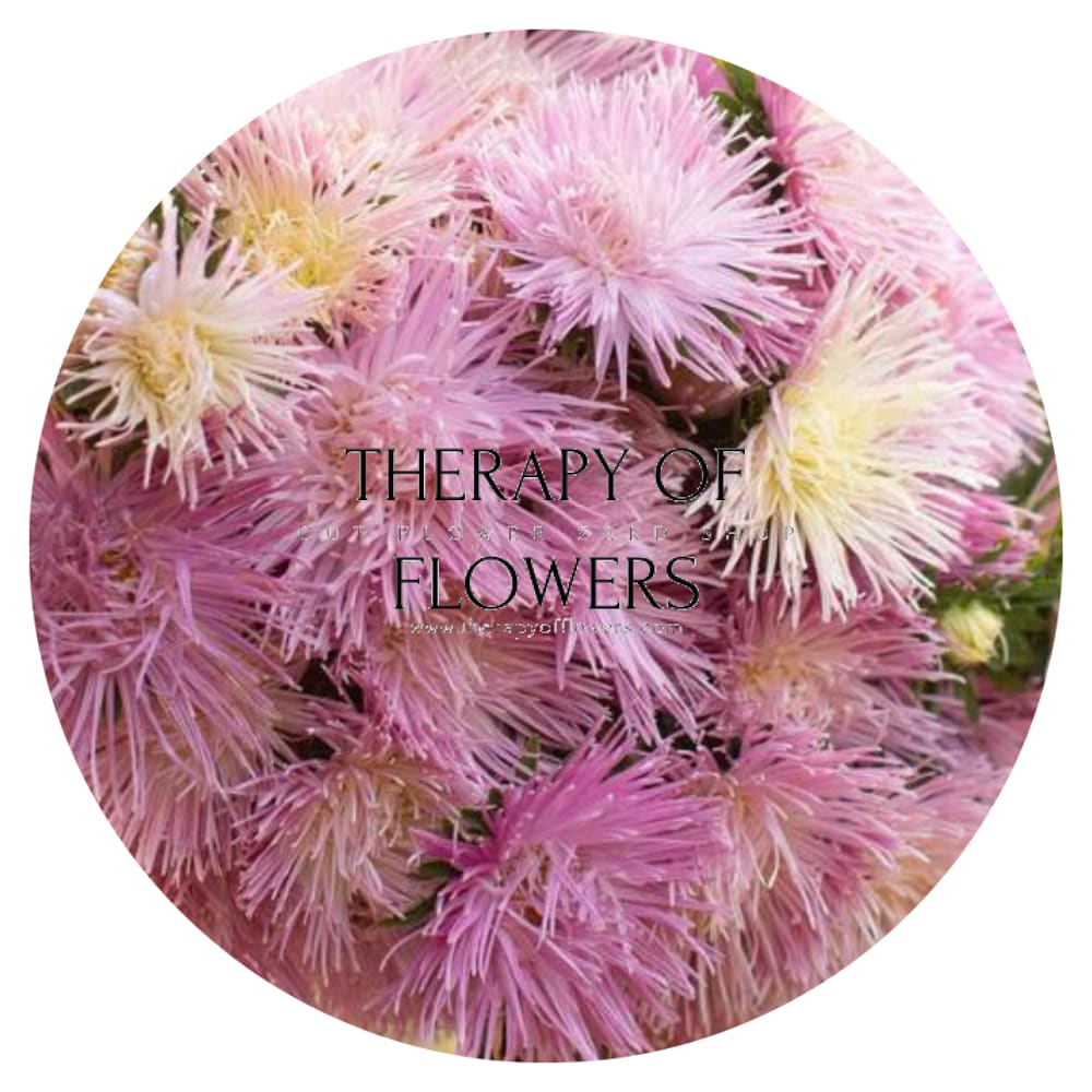 Aster Valkyrie Tristan, pink.