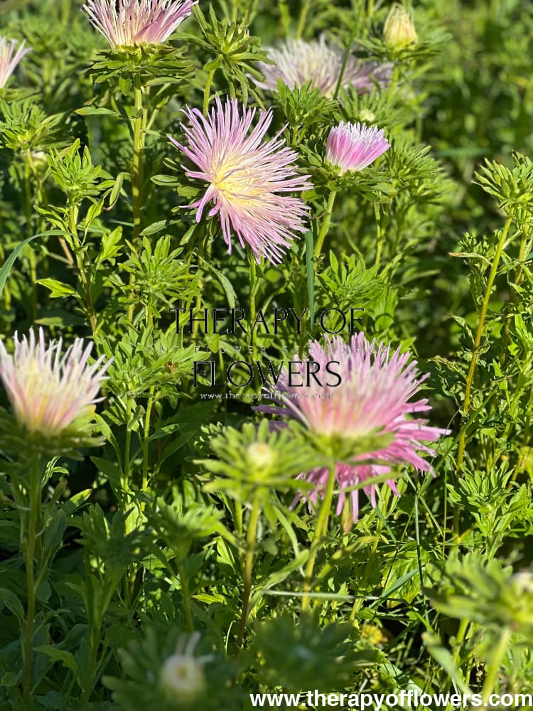 Aster Valkyrie Tristan, pink.