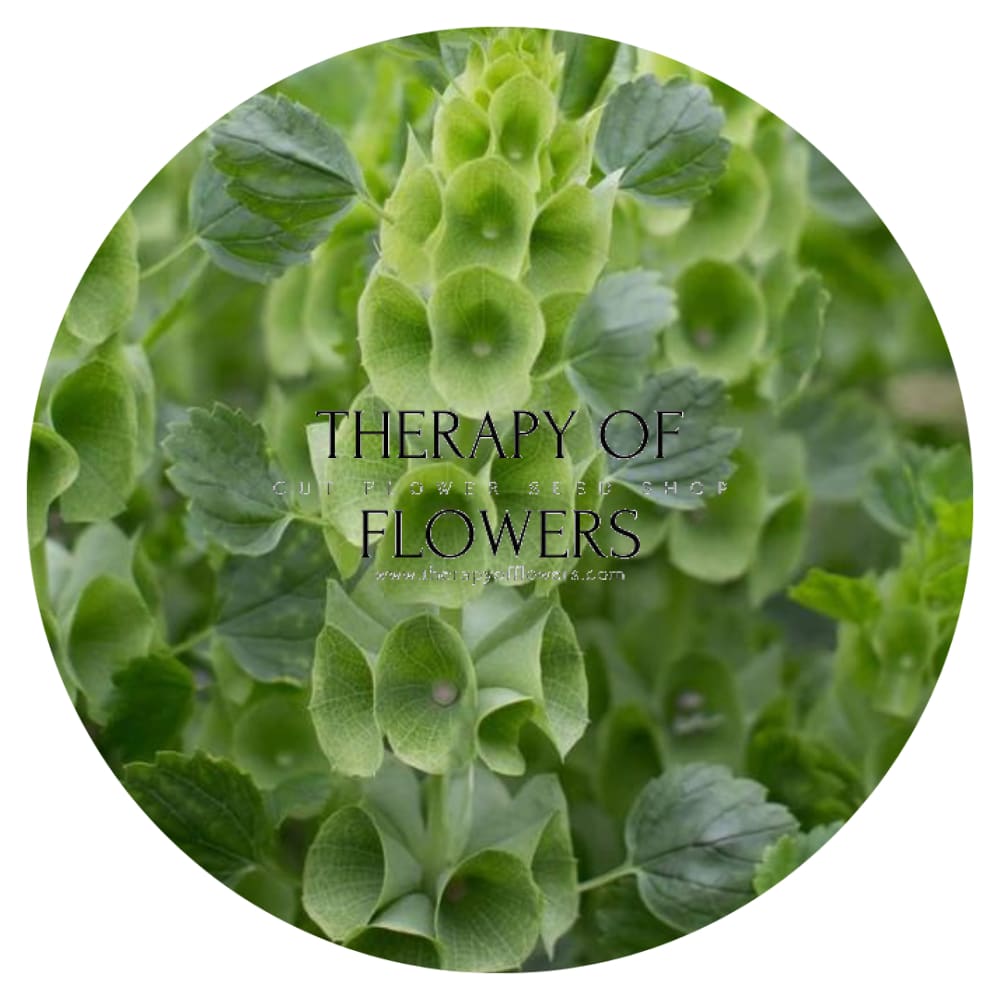 Bells of Ireland Moluccella laevis therapyofflowers.com