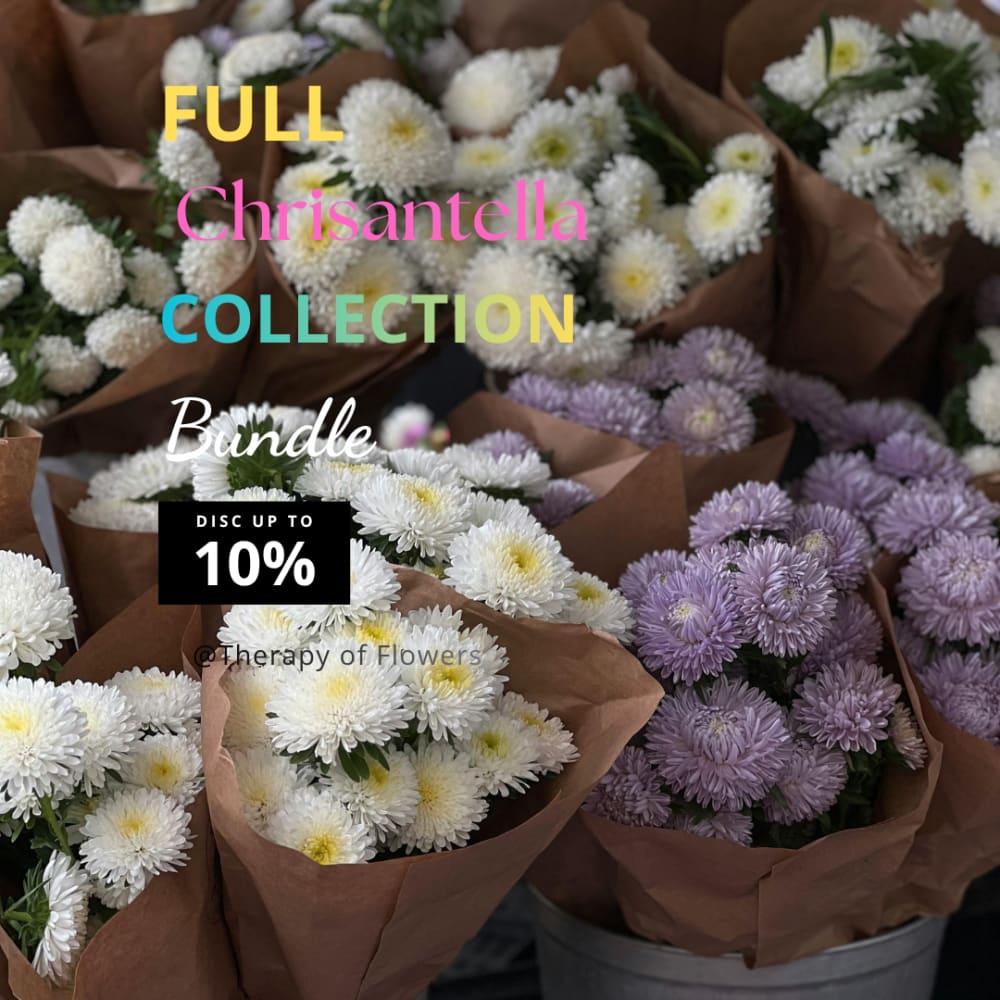 aster flower seeds Buy the full China Aster 'Chrisantella' Collection – 12 Seed Packs – a – therapyofflowers.com