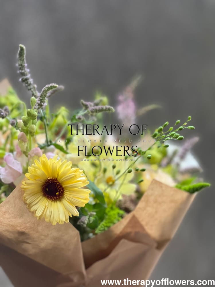 Calendula officinalis Ivory Princess therapyofflowers.com