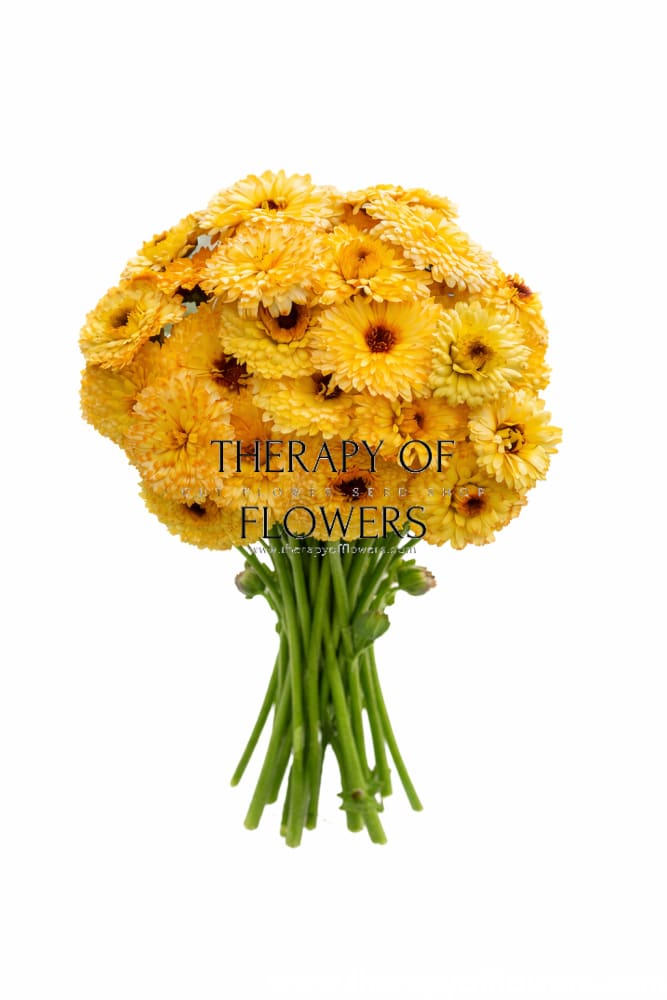 Calendula officinalis Pacific Apricot Beauty | Pot Marigold - 0.5 gram / 60 cm / Pastel melon - seeds