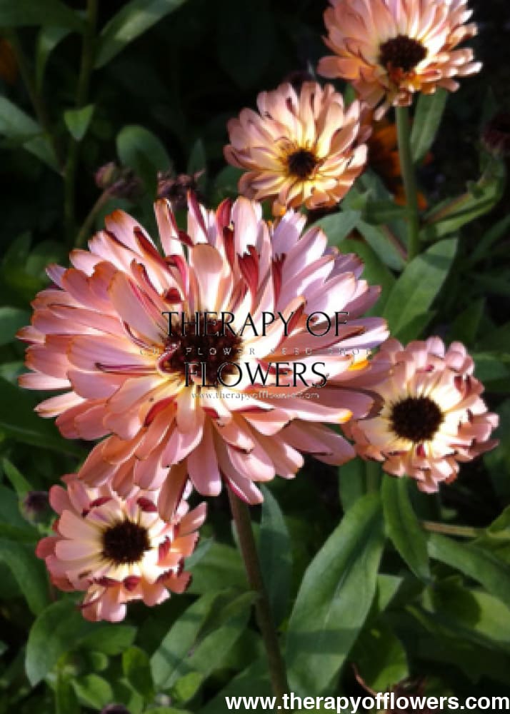 Calendula officinalis Touch of Red Buff therapyofflowers.com