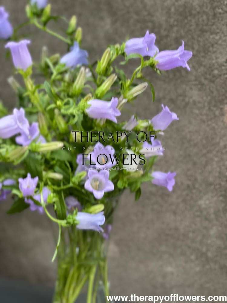 Campanula Medium Champion therapyofflowers.com