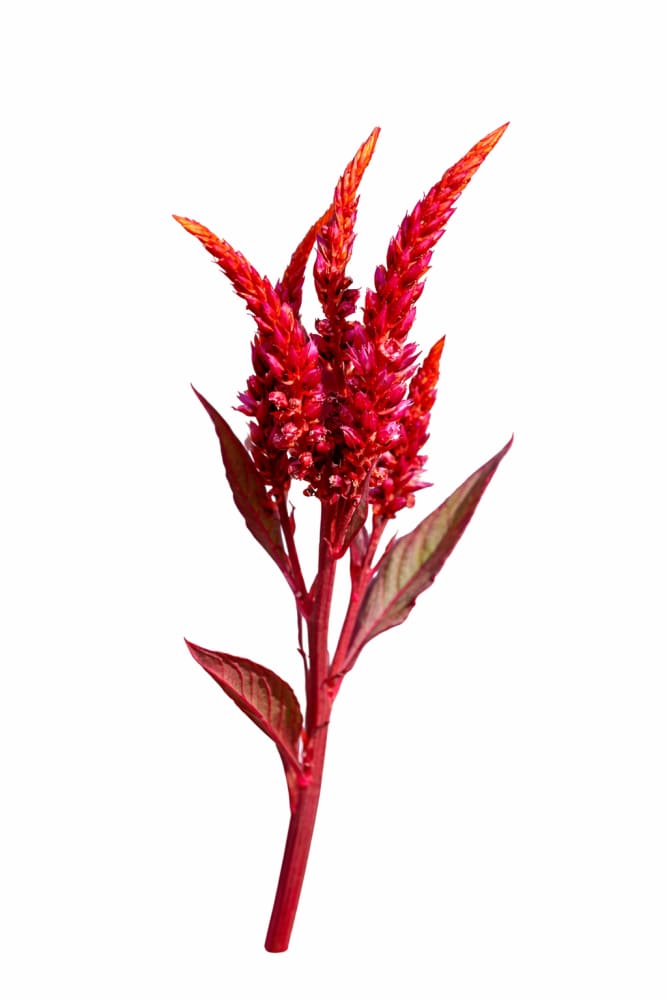 Celosia 'Forest Fire' Seeds | Feather Celosia | Tall Red Blooms