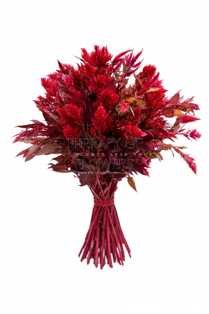 Celosia argentea var. plumosa Forest Fire | Feather Celosia | Tall therapyofflowers.com