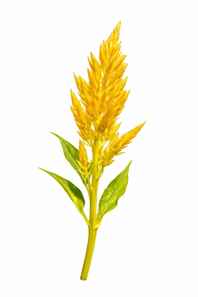 Celosia argentea var. plumosa Golden Plume | Feather Celosia | Tall therapyofflowers.com