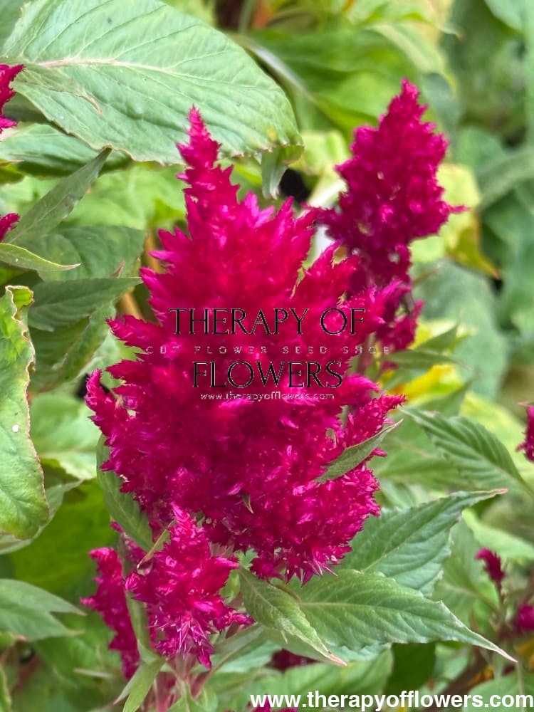 Celosia argentea var. plumosa ‘Pampas Plume Mixture’ | Prince of Wales’ Feathers therapyofflowers.com