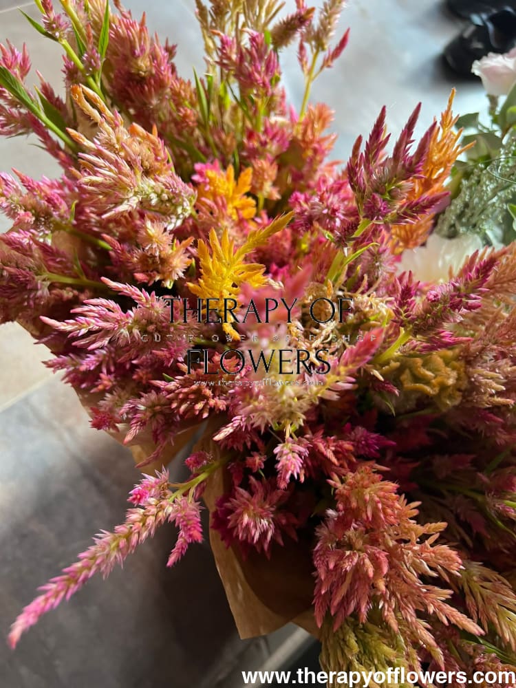 Celosia spicata Celway Orange.