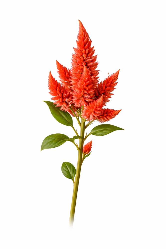 Celosia spicata Celway Orange | Pelleted – therapyofflowers.com