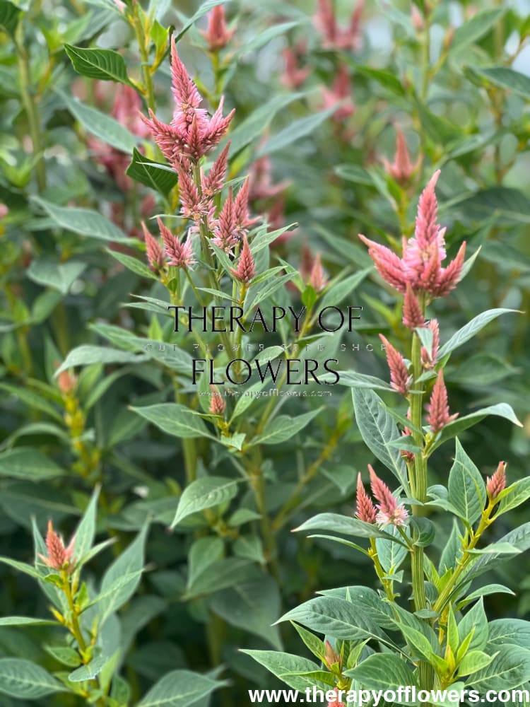 Celosia spicata Celway Salmon.