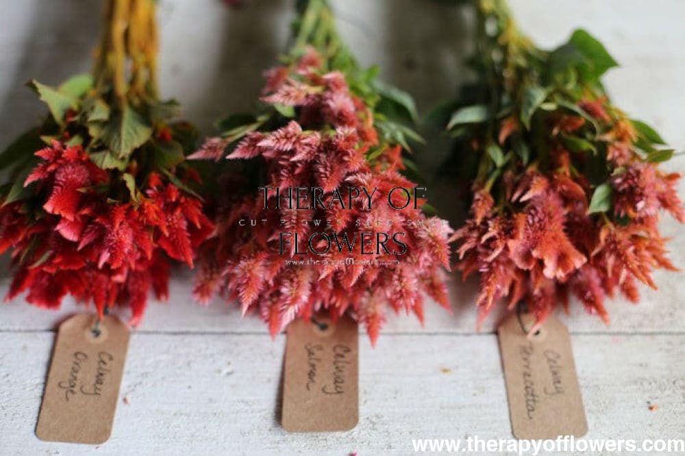 Celosia spicata Celway Terracotta.