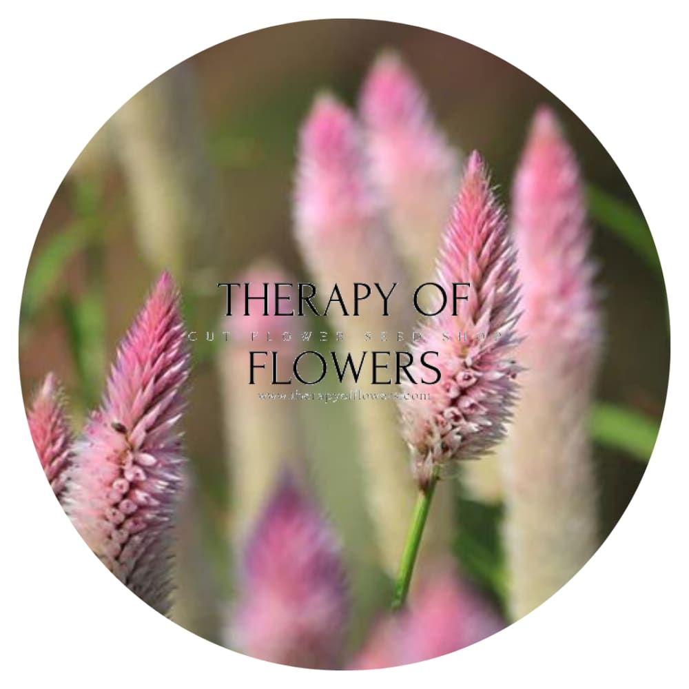 Celosia spicata Flamingo therapyofflowers.com