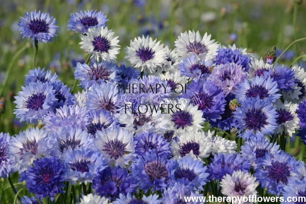 Centaurea cyanus Classic Fantastic | Cornflower therapyofflowers.com