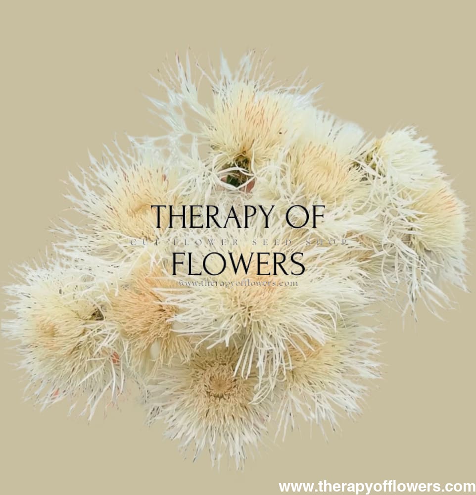 Centaurea moschata imperialis | Sweet Sultan THE BRIDE therapyofflowers.com