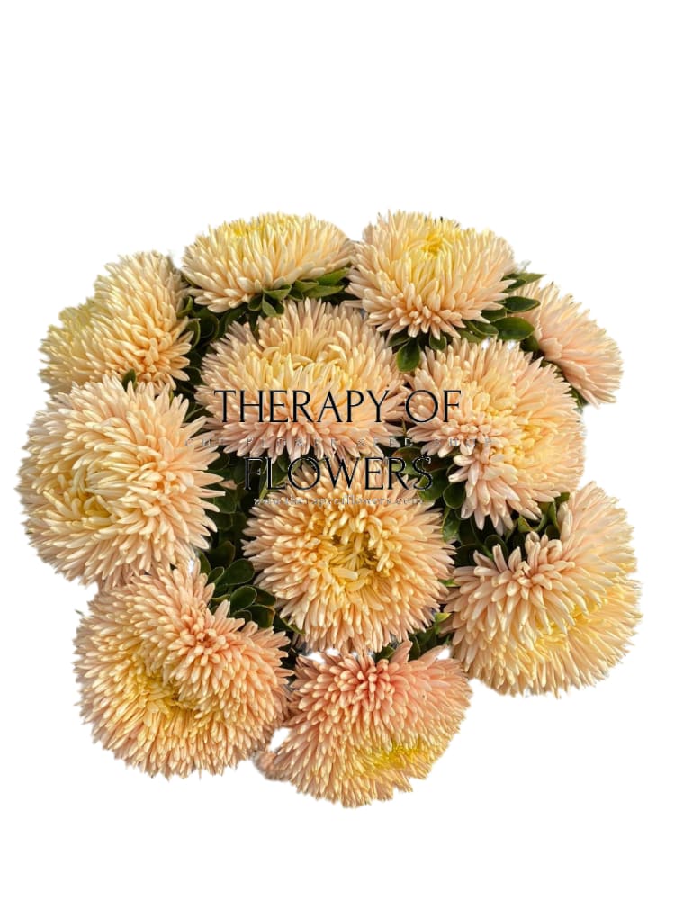 China Aster Chrisantella Autumn Forest | Callistephus chinensis therapyofflowers.com