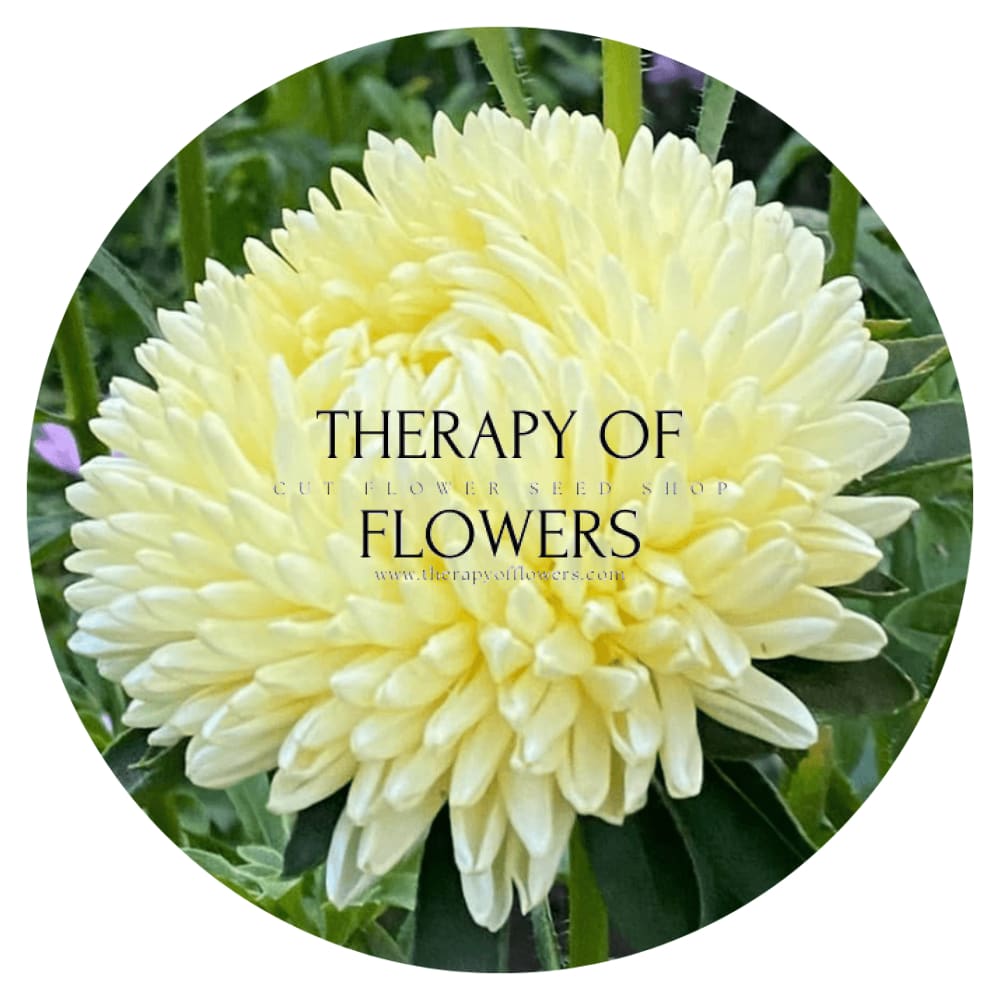 Aster Chrisantella Limoncello - therapyofflowers.comSeeds