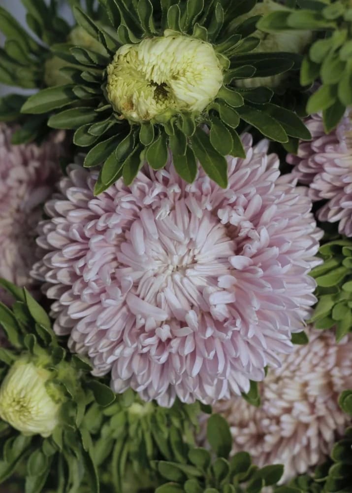 Callistephus chinensis 'Chrysantella, Moonstone