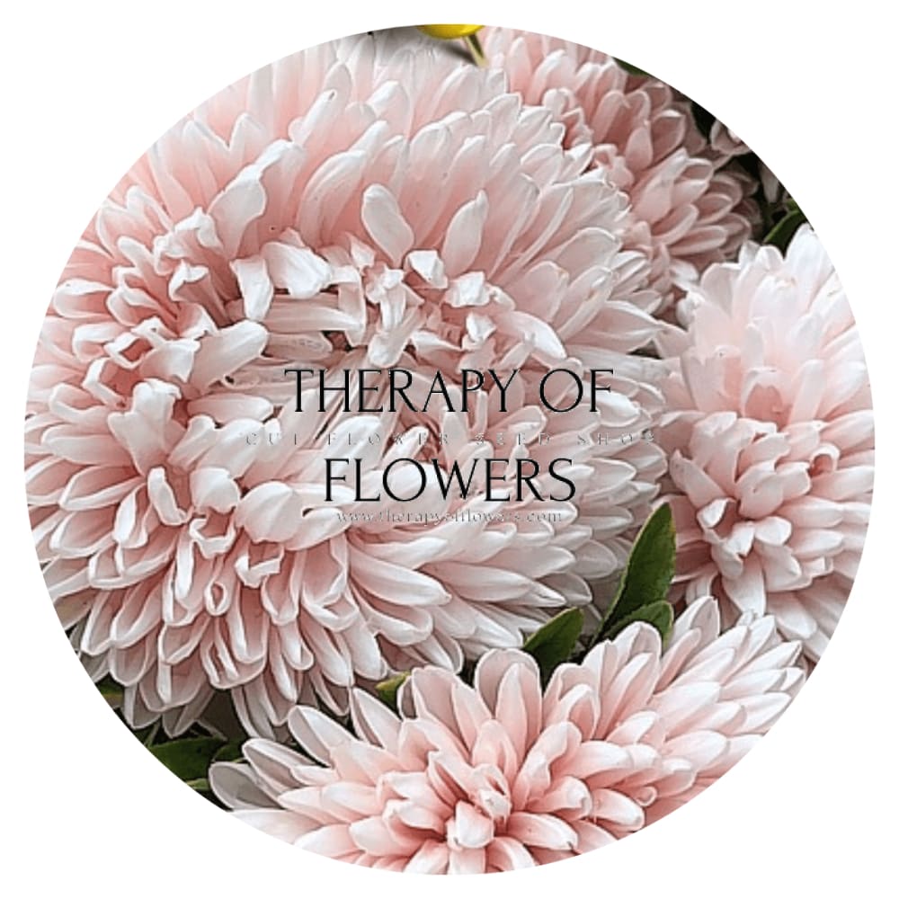 Aster Chrisantella Pink Mother of Pearl - therapyofflowers.comseeds
