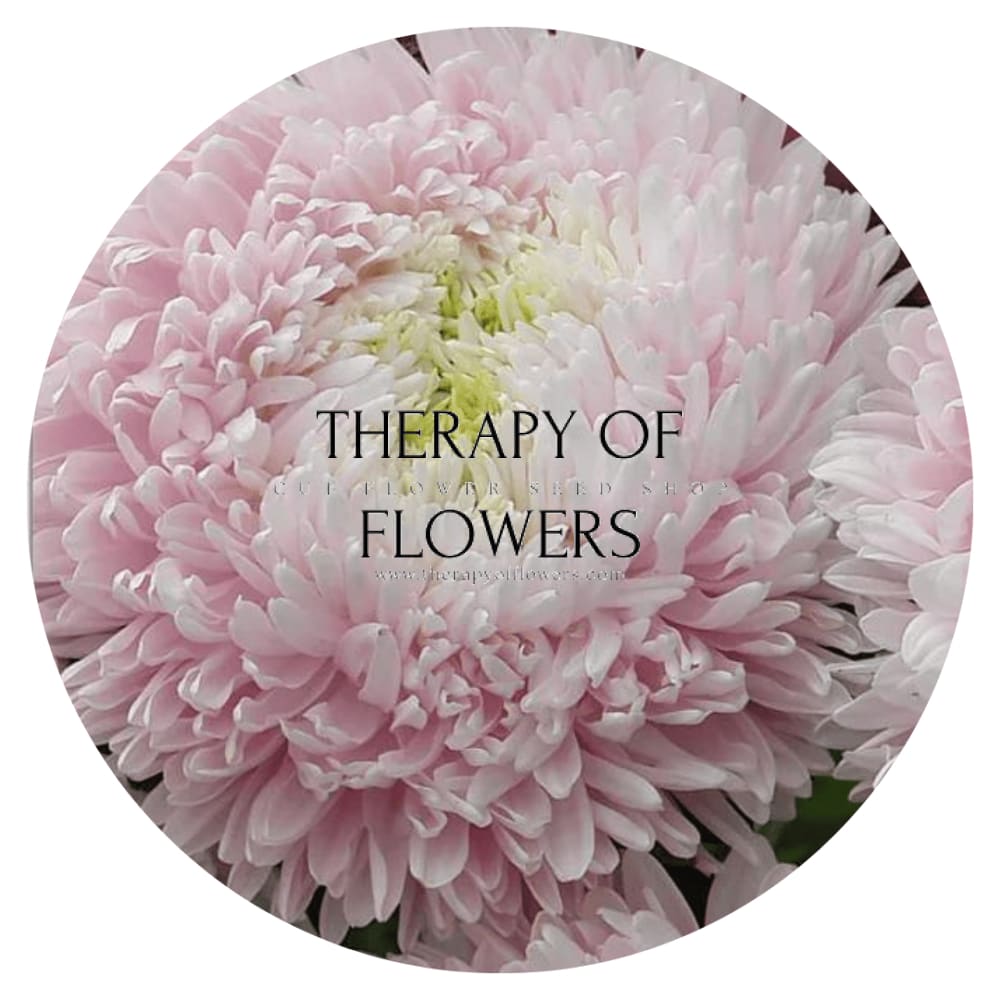Aster Chrisantella Sakura - therapyofflowers.comflowers