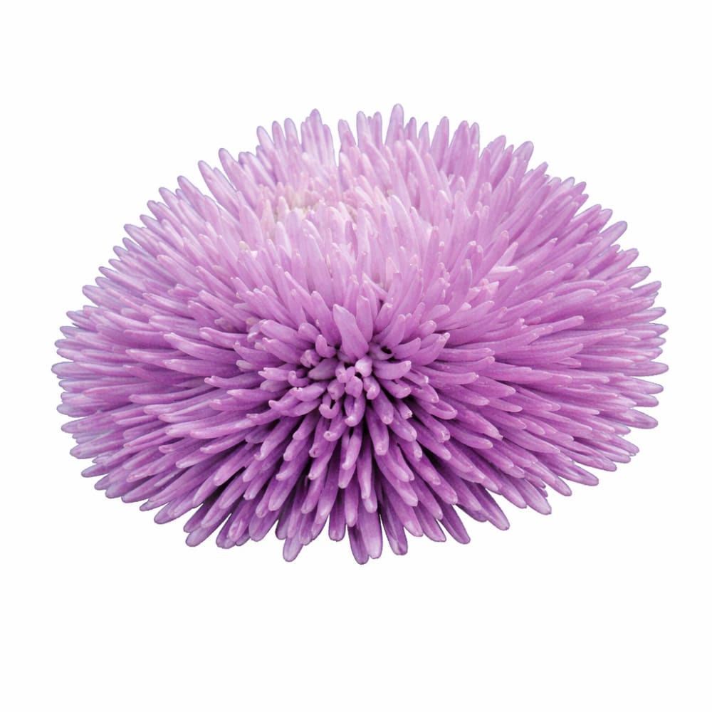 China Aster Gala Lavender | Callistephus chinensis - 30 seeds / 75–80 cm / Lavander - Seeds