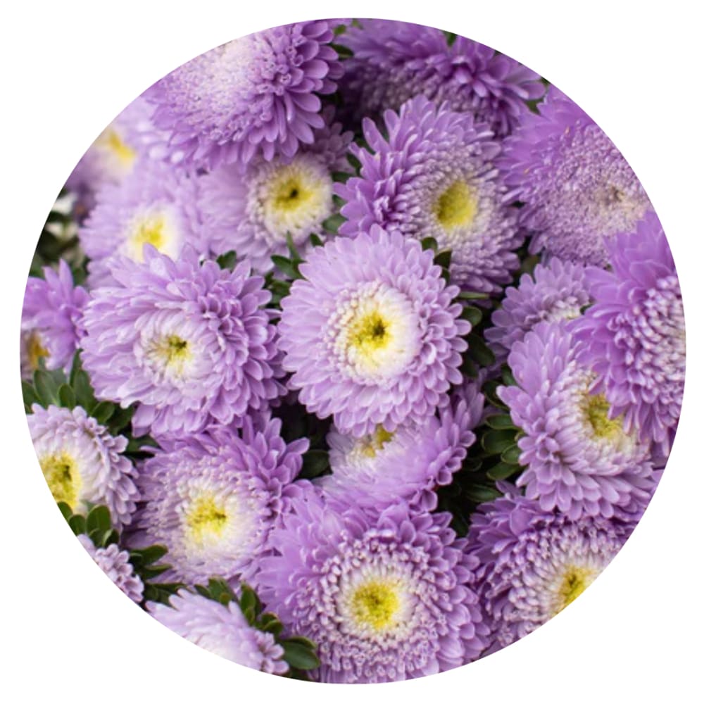 China Aster Harlekin Light Blue with White Centre | Callistephus chinensis therapyofflowers.com