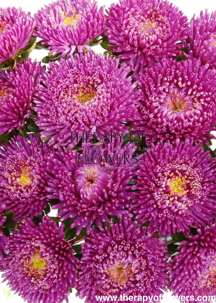 China Aster Harlekin Violet | Callistephus chinensis therapyofflowers.com